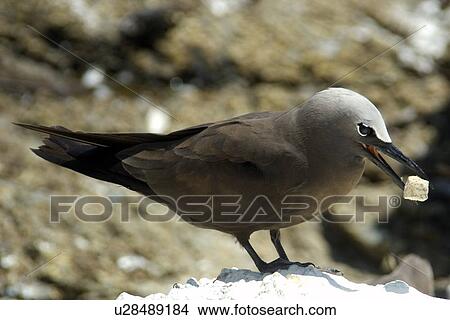 Brown noddy, Anous stolidus, picking up rock, St. Peter and St. Paul's rocks, Brazil, Atlantic Ocean View Large Photo Image Picture - Brown noddy, Anous stolidus, picking up rock, St. Peter and St. Paul's rocks, Brazil, Atlantic Ocean . Fotosearch