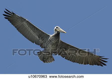 Stock Image - Brown pelican (Pelecanus occidentalis) flying. National marine sanctuary, Monterey bay, California Pacific ocean, USA.. Fotosearch