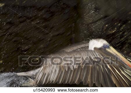 Brown pelican (Pelecanus occidentalis). Galapagos. View Large Photo Image Stock Image - Brown pelican (Pelecanus occidentalis). Galapagos.. Fotosearch