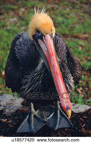 Stock Image - Brown pelican, Pelecanus occidentalis, Monterrey, California, USA. Fotosearch