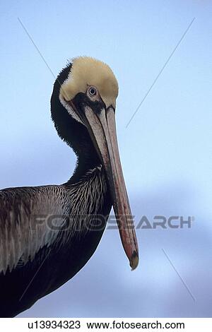 Stock Image - Brown pelican, (Pelecanus occidentalis), in breeding plumage, Monterey Bay, California, USA. Fotosearch