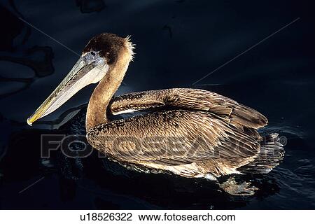 Brown pelican, (Pelecanus occidentalis), juvenile portrait Monterey Bay, California, USA View Large Photo Image Stock Image - Brown pelican, (Pelecanus occidentalis), juvenile portrait Monterey Bay, California, USA. Fotosearch