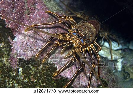 Stock Photo - Brown spiny lobster, Panulirus echinatus, St. Peter and St. Paul's rocks, Brazil, Atlantic Ocean . Fotosearch