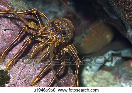 Stock Photo - Brown spiny lobster, Panulirus echinatus, St. Peter and St. Paul's rocks, Brazil, Atlantic Ocean . Fotosearch