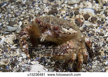 Brown Swimming Crab (Liocarcinus navigator), clear view of crab showing colour and shell markings, St Abbs, Scotland, UK North Sea View Large Photo Image Stock Image - Brown Swimming Crab (Liocarcinus navigator), clear view of crab showing colour and shell markings, St Abbs, Scotland, UK North Sea. Fotosearch