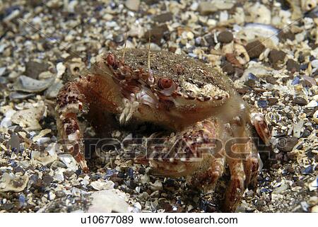 Brown Swimming Crab (Liocarcinus navigator), clear view of crab showing colour and shell markings, St Abbs, Scotland, UK North Sea View Large Photo Image Stock Photo - Brown Swimming Crab (Liocarcinus navigator), clear view of crab showing colour and shell markings, St Abbs, Scotland, UK North Sea. Fotosearch