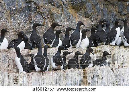 Stock Photo - Brunnich's guillemot (Uria lomvia) nesting near the Fuglefjellet cliffs (411m) on Bear Island in the Svalbard Archipeligo, which form the highest seabird cliffs in the North Atlantic Ocean. Barents Sea, Norway. In North America this bird species is know. Fotosearch