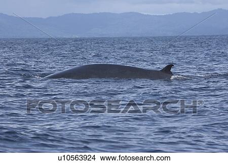 Picture - Bryde's whale arching back ready to dive (Balaenoptera edeni) Drake Bay, Costa Rica. Fotosearch