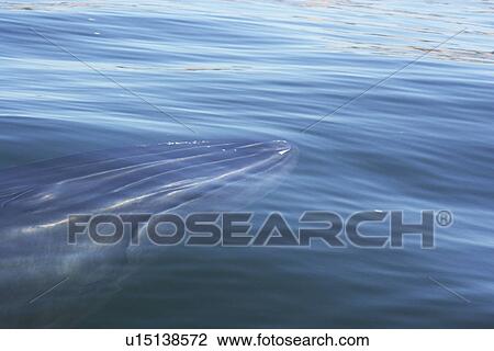 Brydes Whale (Balaenoptera edeni), head showing characteristic markings. Plettenberg Bay, South Africa. View Large Photo Image Stock Image - Brydes Whale (Balaenoptera edeni), head showing characteristic markings. Plettenberg Bay, South Africa.. Fotosearch