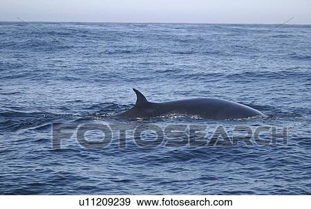 Stock Photo - Brydes Whale (Balaenoptera edeni) showing characteristic dorsal fin. Plettenberg Bay, South Africa. Fotosearch