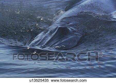 Brydes Whale (Balaenoptera edeni), showing three distinctive rostral ridges. Plettenberg Bay, South Africa. View Large Photo Image Stock Photography - Brydes Whale (Balaenoptera edeni), showing three distinctive rostral ridges. Plettenberg Bay, South Africa. . Fotosearch
