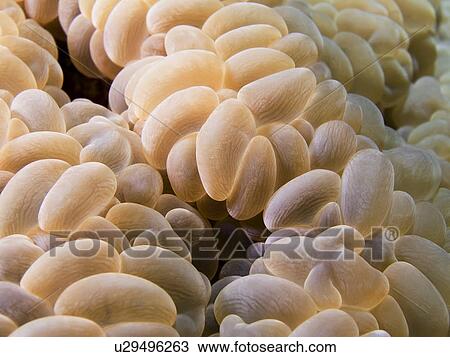 Bubble coral (Plerogrya sinuosa). Na'ama Bay, Sharm El Sheikh, South Sinai, Red Sea, Egypt. View Large Photo Image Stock Image - Bubble coral (Plerogrya sinuosa). Na'ama Bay, Sharm El Sheikh, South Sinai, Red Sea, Egypt.. Fotosearch