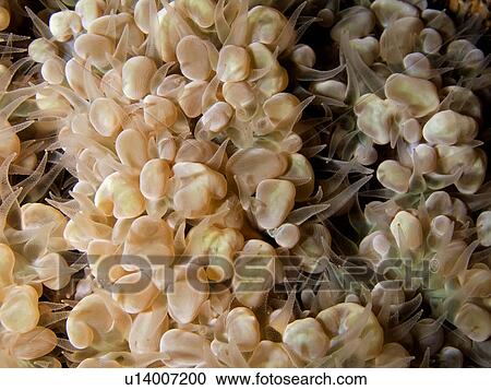 Stock Image - Bubble coral (Plerogrya sinuosa) with polyps visible at night. Na'ama Bay, Sharm El Sheikh, South Sinai, Red Sea, Egypt.. Fotosearch