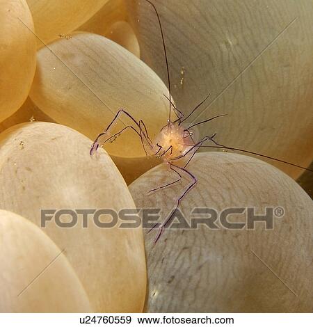 Bubble coral shrimp, Vir philippinensis, on bubble coral, Plerogyra sinuosa, Dumaguete, s Island, Philippines View Large Photo Image Stock Photo - Bubble coral shrimp, Vir philippinensis, on bubble coral, Plerogyra sinuosa, Dumaguete, s Island, Philippines. Fotosearch