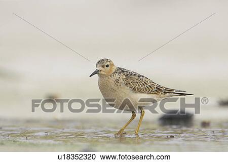 Stock Image - Buff-breasted Sandpiper (Tryngites subruficollis). Soroby, Argyll, Scotland, UK. Fotosearch