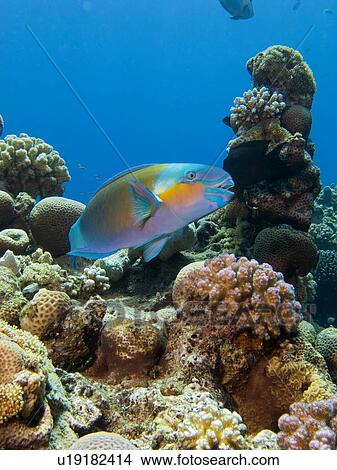 Bullethead parrotfish (Chlorurus sordidus). Na'ama Bay, Sharm El Sheikh, South Sinai, Red Sea, Egypt. View Large Photo Image Picture - Bullethead parrotfish (Chlorurus sordidus). Na'ama Bay, Sharm El Sheikh, South Sinai, Red Sea, Egypt.. Fotosearch