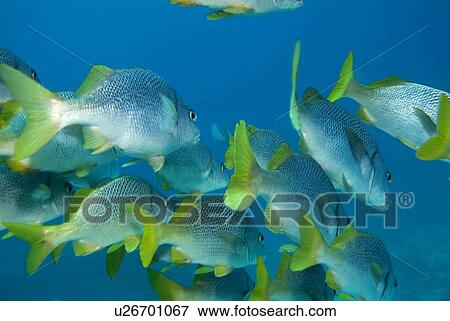 Burrito Grunt ( Anisotremus interruptus). Galapagos, Pacific Ocean View Large Photo Image Stock Photo - Burrito Grunt ( Anisotremus interruptus). Galapagos, Pacific Ocean. Fotosearch