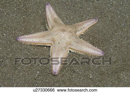Burrowing Starfish (Astropecten irregularis), typical shape of five arms, pink in colour, on dark sand seabed, St Abbs, Scotland, UK North Sea View Large Photo Image Stock Photograph - Burrowing Starfish (Astropecten irregularis), typical shape of five arms, pink in colour, on dark sand seabed, St Abbs, Scotland, UK North Sea. Fotosearch