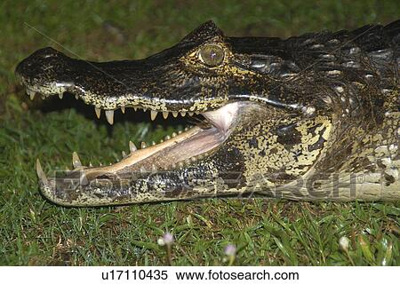 Stock Photography - Caiman or Jacare (Caiman crocodilus yacare) at night, southern Pantanal, Mato Grosso do Sul, Brazil. Fotosearch