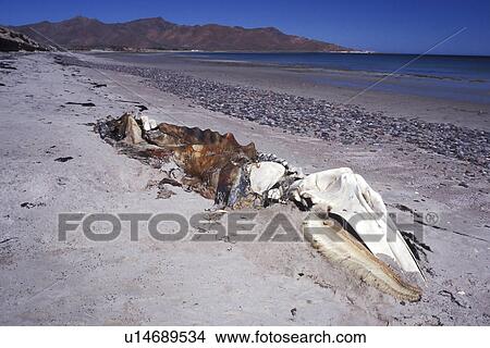 Picture - California Gray Whale (Eschrichtius robustus) Adult carcass. Isla Tiburon, Sonora, Mexico.. Fotosearch