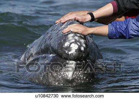 Stock Image - California Gray Whale (Eschrichtius robustus) calf being touched by excited whale watchers in the calm waters of San Ignacio Lagoon, Baja California Sur, Mexico.. Fotosearch