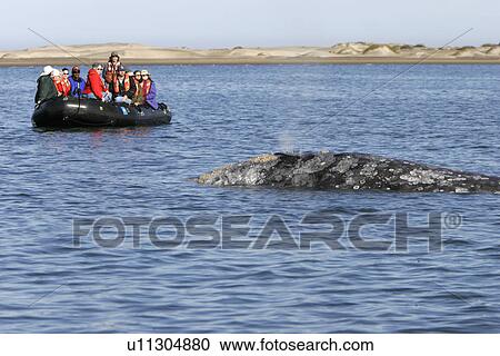 Stock Image - California Gray Whale (Eschrichtius robustus) surfacing near whale watchers. Magdalena Bay along the Pacific side of the Baja Peninsula, Pacific Ocean.. Fotosearch