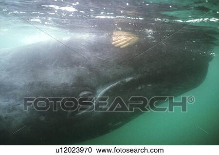 Stock Image - California Gray Whale (Eschrichtius robustus) calf making contact with person. San Ignacio Lagoon, BCS, Mexico.. Fotosearch