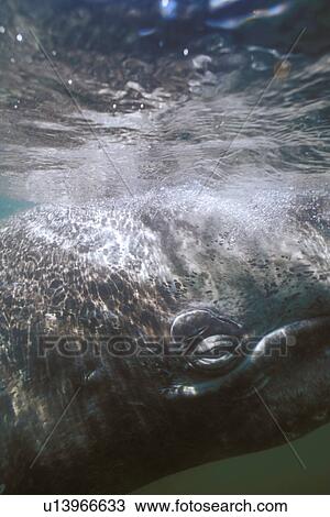 Stock Image - California Gray Whale (Eschrichtius robustus) curious calf approaches boat (eye detail) in the calm waters of San Ignacio Lagoon, Baja, Mexico.. Fotosearch
