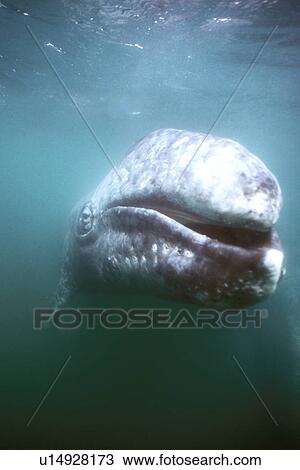 Stock Image - California Gray Whale (Eschrichtius robustus) calf underwater in San Ignacio Lagoon, BCS, Mexico.. Fotosearch