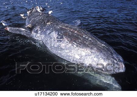 Stock Image - California Gray Whale (Eschrichtius robustus) floating carcass being scavenged by gulls. San Ignacio Lagoon, Baja, Mexico.. Fotosearch