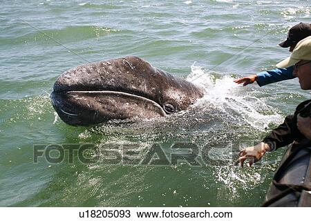 California Gray Whale (Eschrichtius robustus) calf approaches excited whale watchers in the calm waters of San Ignacio Lagoon, Baja California Sur, Mexico. View Large Photo Image Stock Image - California Gray Whale (Eschrichtius robustus) calf approaches excited whale watchers in the calm waters of San Ignacio Lagoon, Baja California Sur, Mexico.. Fotosearch