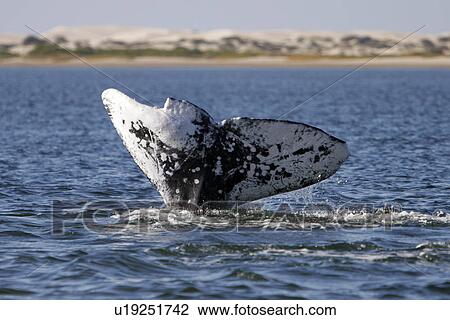 California Gray Whale (Eschrichtius robustus) Adult, fluke-up dive - note extreme scarring and damage to right fluke. Bahia Magdalena on the Pacific side of the Baja Peninsula. Pacific Ocean. View Large Photo Image Stock Image - California Gray Whale (Eschrichtius robustus) Adult, fluke-up dive - note extreme scarring and damage to right fluke. Bahia Magdalena on the Pacific side of the Baja Peninsula. Pacific Ocean.. Fotosearch