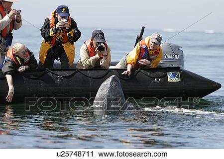 California Gray Whale (Eschrichtius robustus) Adult approaches excited whale watchers in the calm waters of San Ignacio Lagoon, Baja California Sur, Mexico. View Large Photo Image Stock Image - California Gray Whale (Eschrichtius robustus) Adult approaches excited whale watchers in the calm waters of San Ignacio Lagoon, Baja California Sur, Mexico.. Fotosearch