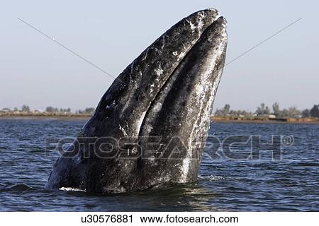 California Gray Whale (Eschrichtius robustus) spy-hopping Magdalena Bay along the Pacific side of the Baja Peninsula, Pacific Ocean. View Large Photo Image Stock Image - California Gray Whale (Eschrichtius robustus) spy-hopping Magdalena Bay along the Pacific side of the Baja Peninsula, Pacific Ocean.. Fotosearch