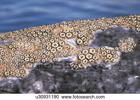 Stock Image - California Gray Whale (Eschrichtius robustus) surfacing (note the barnacles and whale lice - (Cyamus scammoni) - on the skin) San Ignacio Lagoon, Baja, Mexico.. Fotosearch