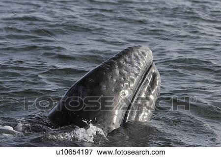 Stock Photo - California Gray Whale (Eschrichtius robustus) calf surfacing in the calm waters of Magdalena Bay, Baja California Sur, Mexico.. Fotosearch