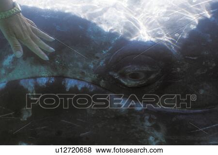 California Gray Whale (Eschrichtius robustus) mother being touched underwater in the calm waters of San Ignacio Lagoon, Baja, Mexico. (rr) View Large Photo Image Stock Photo - California Gray Whale (Eschrichtius robustus) mother being touched underwater in the calm waters of San Ignacio Lagoon, Baja, Mexico. (rr). Fotosearch