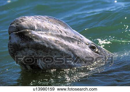 California Gray Whale (Eschrichtius robustus) curious calf looking at whale watchers in the calm waters of San Ignacio Lagoon, Baja, Mexico. View Large Photo Image Stock Photo - California Gray Whale (Eschrichtius robustus) curious calf looking at whale watchers in the calm waters of San Ignacio Lagoon, Baja, Mexico.. Fotosearch