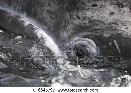 Stock Photo - California Gray Whale (Eschrichtius robustus) calf surfacing (note eye and mouth line) in the calm waters of Magdalena Bay, Baja California Sur, Mexico.. Fotosearch