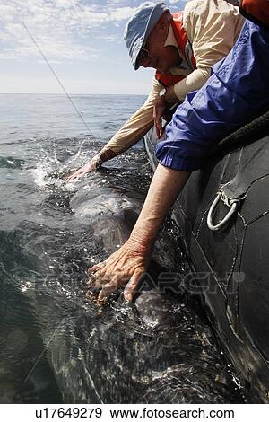 Stock Photo - California Gray Whale (Eschrichtius robustus) calf being touched by excited whale watchers in the calm waters of San Ignacio Lagoon, Baja California Sur, Mexico.. Fotosearch