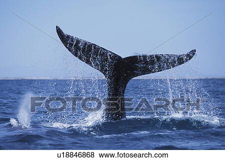 Stock Photo - California Gray Whale (Eschrichtius robustus) Adult, fluke-up dive San Ignacio Lagoon, Baja California Sur, Mexico.. Fotosearch