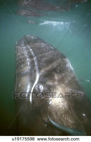 California Gray Whale (Eschrichtius robustus) calf underwater. San Ignacio Lagoon, Baja, Mexico. View Large Photo Image Stock Photo - California Gray Whale (Eschrichtius robustus) calf underwater. San Ignacio Lagoon, Baja, Mexico.. Fotosearch