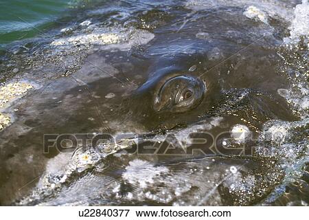 Stock Photo - California Gray Whale (Eschrichtius robustus) Adult surfacing (eye detail) San Ignacio Lagoon, Baja, Mexico.. Fotosearch
