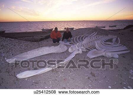 Stock Photo - California Gray Whale (Eschrichtius robustus) adult skeleton on the beach. San Ignacio Lagoon, Baja, Mexico. (rr). Fotosearch
