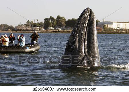California Gray Whale (Eschrichtius robustus) spy-hopping near whale watchers. Magdalena Bay along the Pacific side of the Baja Peninsula. Pacific Ocean. View Large Photo Image Stock Photo - California Gray Whale (Eschrichtius robustus) spy-hopping near whale watchers. Magdalena Bay along the Pacific side of the Baja Peninsula. Pacific Ocean.. Fotosearch