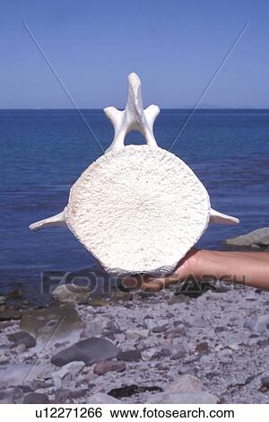 Stock Photograph - California Gray Whale (Eschrichtius robustus) calf vertebrae. Isla Tiburon in the Gulf of California (Sea of Cortez), Mexico.. Fotosearch