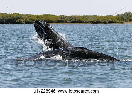 California Gray Whale (Eschrichtius robustus) calf breaching next to its mother in the calm waters of Bahia Magdalena, Baja California Sur, Mexico. View Large Photo Image Stock Photograph - California Gray Whale (Eschrichtius robustus) calf breaching next to its mother in the calm waters of Bahia Magdalena, Baja California Sur, Mexico.. Fotosearch