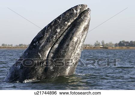 California Gray Whale (Eschrichtius robustus) spy-hopping near the town of Puerto Lopez Mateos, BCS along the Pacific side of the Baja Peninsula. Pacific Ocean. View Large Photo Image Stock Photograph - California Gray Whale (Eschrichtius robustus) spy-hopping near the town of Puerto Lopez Mateos, BCS along the Pacific side of the Baja Peninsula. Pacific Ocean.. Fotosearch
