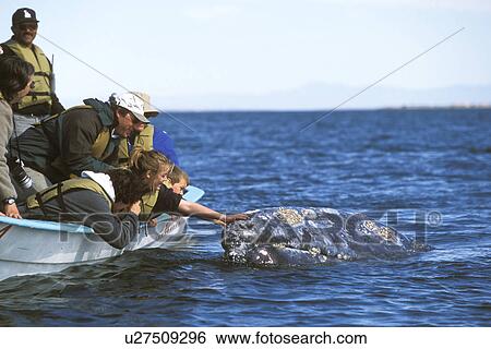 Stock Photograph - California Gray Whale (Eschrichtius robustus) Adult with excited whale watchers in the calm waters of San Ignacio Lagoon, Baja, Mexico.. Fotosearch