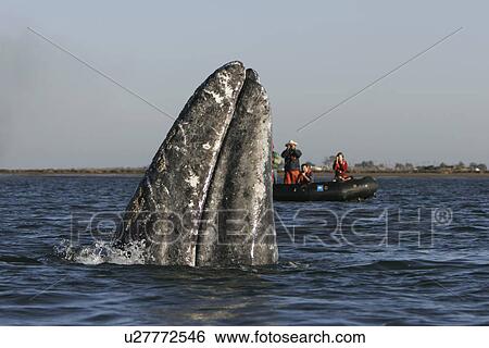 California Gray Whale (Eschrichtius robustus) spy-hopping near whale watchers. Magdalena Bay along the Pacific side of the Baja Peninsula, Pacific Ocean. View Large Photo Image Stock Photograph - California Gray Whale (Eschrichtius robustus) spy-hopping near whale watchers. Magdalena Bay along the Pacific side of the Baja Peninsula, Pacific Ocean.. Fotosearch